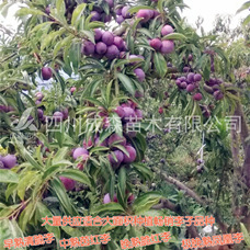 脆红李|晚熟脆红李嫁接晚熟脆红李苗