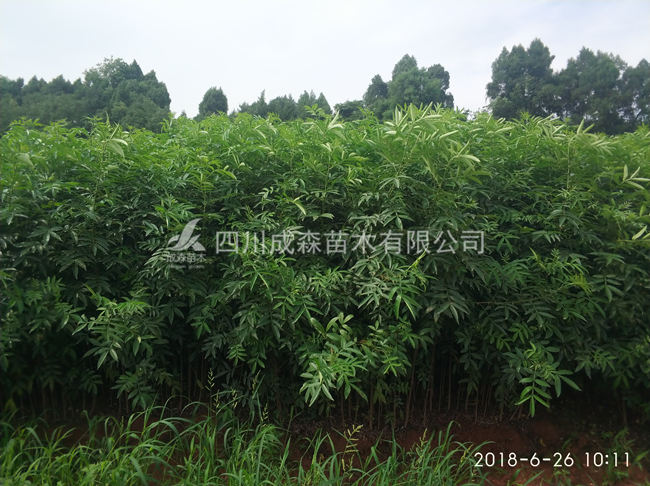 花椒苗
