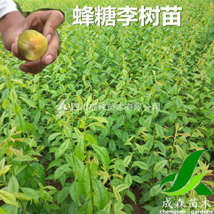 蜂糖李 嫁接蜂糖李树苗 李子树苗