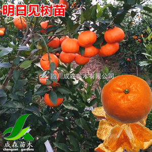 明日见柑橘品种种植区域