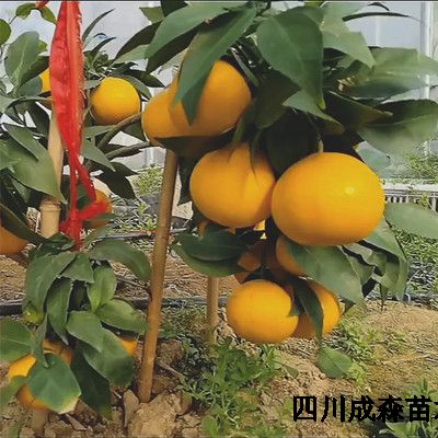 黄美人爱媛68号晚熟柑桔苗新品种