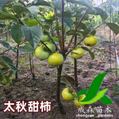 太秋甜柿 阳丰脆实  黑柿 常年培育柿子苗品种