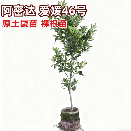 阿密达 又名爱媛46号 早熟耙耙柑  ​