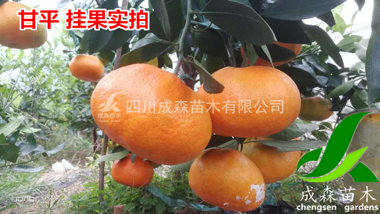甘平柑橘挂果树