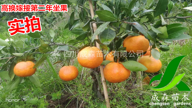 甘平柑橘挂果树